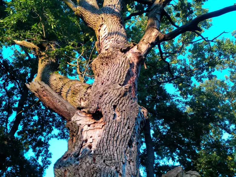 Az egyesület célja