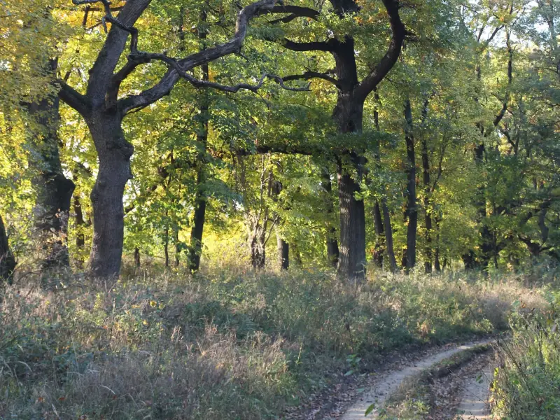 Mi a fenntartható erdőgazdálkodás?